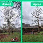 Avant après élagage d'arbre Saint-Melaine-sur-Aubance Avant après élagage d'arbre Saint-Melaine-sur-Aubance